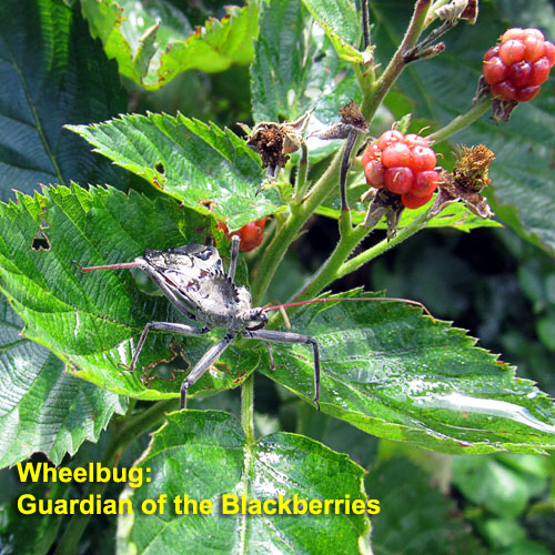 Garden20210822_6004_wheelbug_500.jpg
