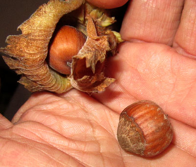 Garden20140823_1482_hazelnut_closeup_400.jpg