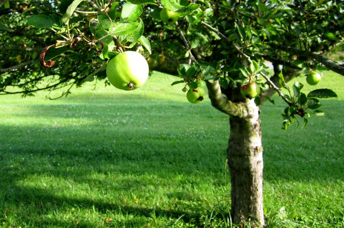 Garden20250625_7605_WinesapApple_700.jpg