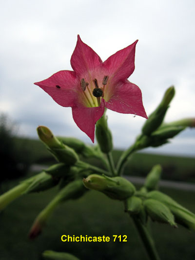 Garden20140719_1359_Chichicaste712_blossom_400.jpg