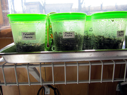 Garden20140310_1122_seedStartingCups01_500.jpg