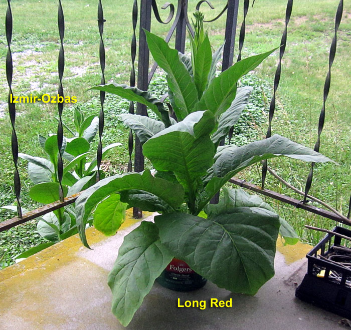 Garden20260720_7807_IzmirOzbas_LongRed_porch_700.jpg