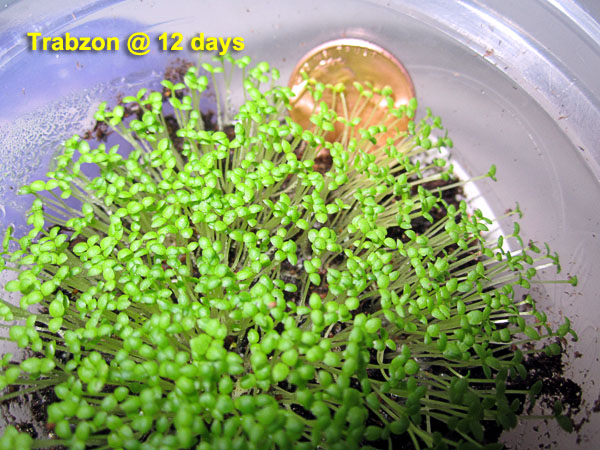 Garden20210315_5658_Trabzon_12da_600.jpg