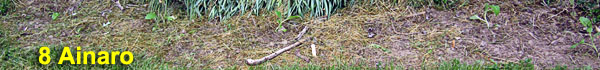 Garden20220513_6344_Ainaro_bed_600.jpg