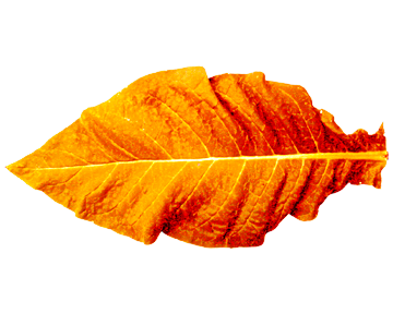 CTBL_WholeLeaf_gold.png