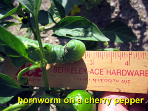 Garden20140707_1316_hornworm_on_pepper_measure_300.jpg