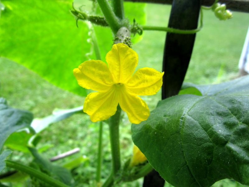 Garden20250620_7591_cukeBlossom_noFlash_800.jpg