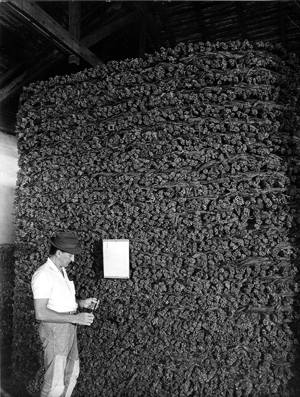 TobacosBrasileiros1977_103704_temperatureChecking_600.jpg