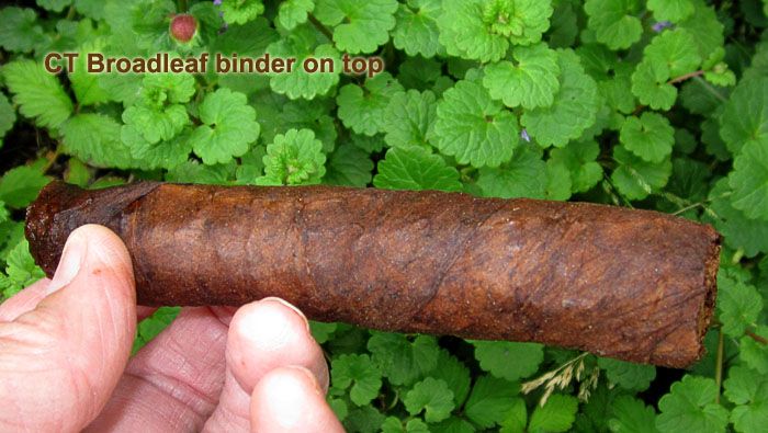 Garden20200524_5151_cigar_CT_Broadleaf_700.jpg