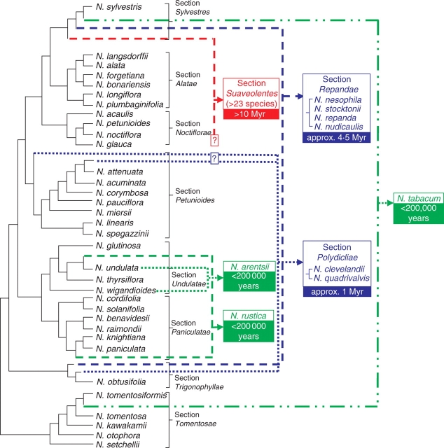 tobaccoPhylogeneticTree.jpg