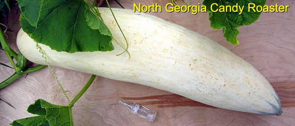 Garden20170712_2832_NGeorgiaCandyRoasterSquash_600.jpg