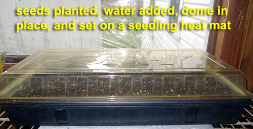 Garden20230303_6876_pea_starting6_complete_500.jpg