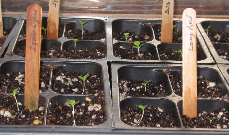 Garden20260406_7741_trayOffHeatMat_CloseUp_800.jpg