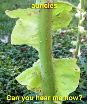 Garden20220902_6645_auricles_300.jpg