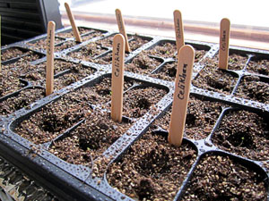 Garden20130307_576_germination_dimpledSoil_300.jpg