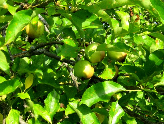Garden20250625_7604_goldenDeliciousApple_700.jpg
