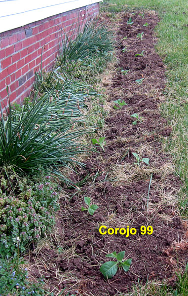 Garden20210517_5706_Corojo99_longBed_600v.jpg