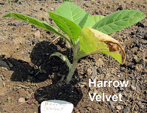 Garden20130603_657_Uncrook16da_HarrowVelvet_300.jpg