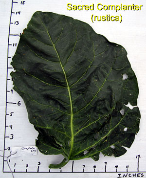 Garden20120804_436_Cornplanter_leafSize_300.jpg