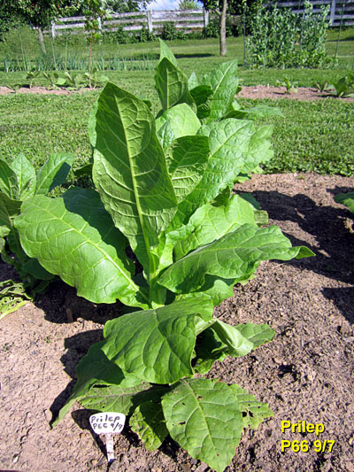 Garden20130614_682_PrilepP66_9_7_400.jpg