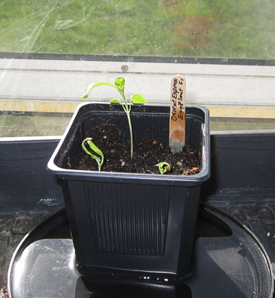 Garden20220402_6307_eggplant_1mo_400.jpg