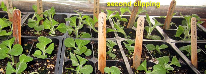 Garden20260424_7748_1020tray_2ndClipping_700.jpg