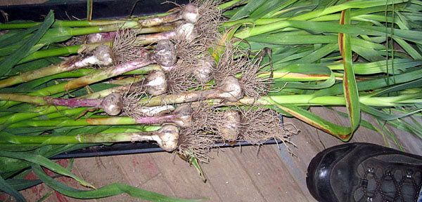 Garden20200622_5184_garlic_justHarvested_600.jpg