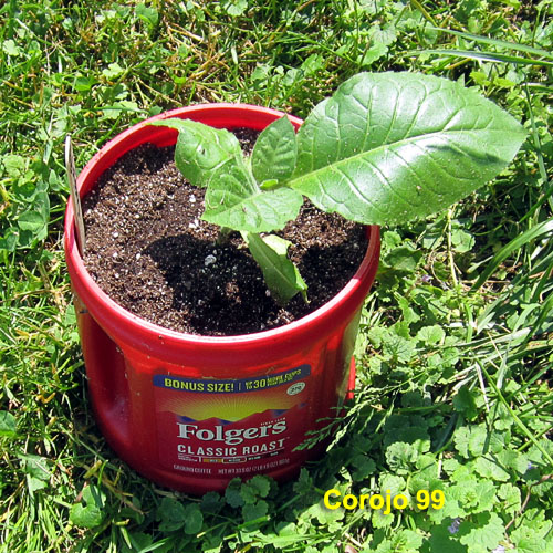 Garden20210525_5718_Corojo99_pot_500.jpg