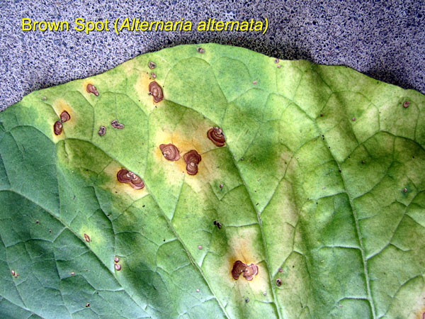 Garden20170712_2827_BrownSpot_600.jpg