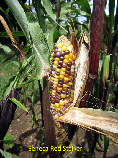Garden20160817_2243_Corn_SenecaRedStalker_400.jpg