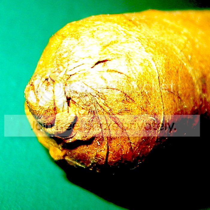 IMG_0056%20copy_zpszd6o8xf3.jpg