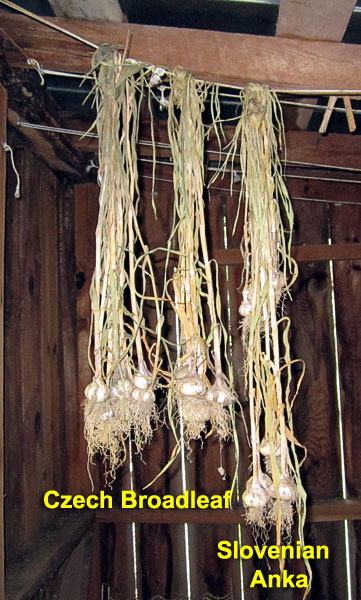 Garden20210714_5848_garlic_hangingInShed_600v.jpg