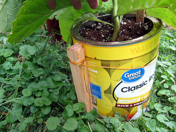 Garden20220627_6499_stakingPottedPlant05_coffeeCan_600.jpg
