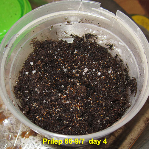 Garden20220304_6254_Prilep66_9_7_germinationDay4_500.jpg