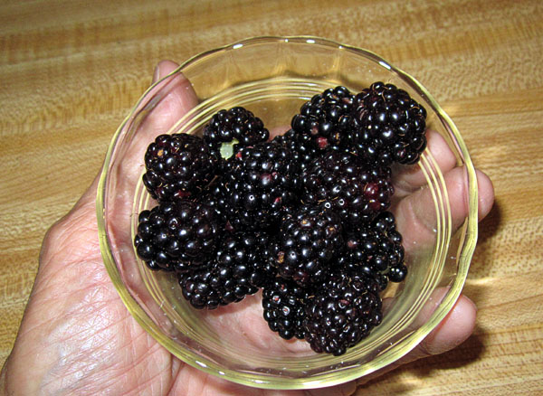 Garden20220626_6494_blackberries_picked_600.jpg