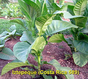 Garden20130628_723_Iztepeque589_300.jpg