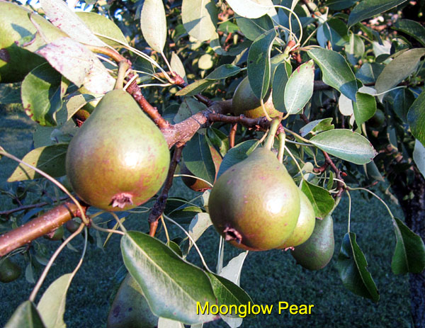 Garden20170625_2762_MoonglowPear_immatureFruit_600.jpg