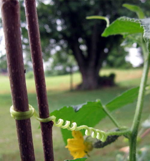 Garden20180626_3617_cucumberTendril_500.jpg