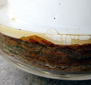 Perique20130723_832_bubbles_300.jpg