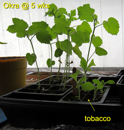 Garden20150425_1739_okra_5wks_400.jpg