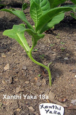 Garden20130603_651_Uncrook16da_Xanthi_300.jpg