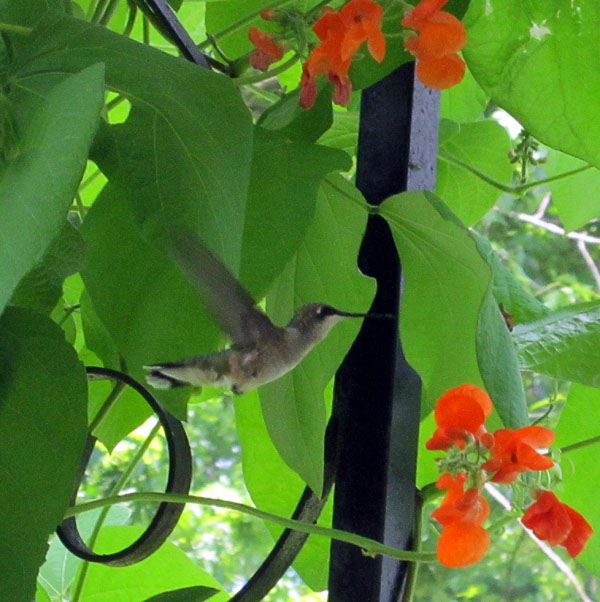 Garden20130726_845_hummingbird_horizontal_600.jpg