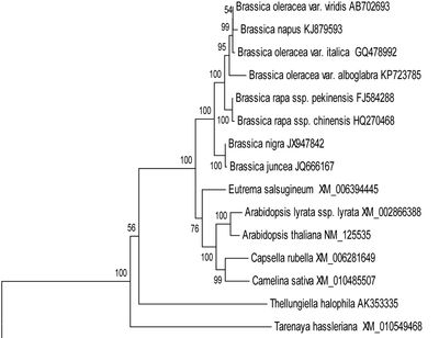Brassica_phylogenetics.jpg