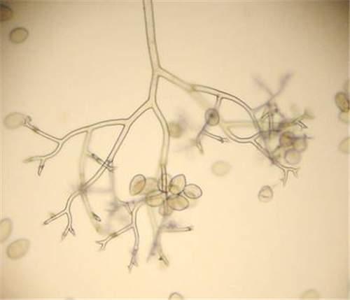 content.ces.ncsu.edu