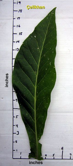 Garden20130712_765_Celikhan_leafSize_300a.jpg