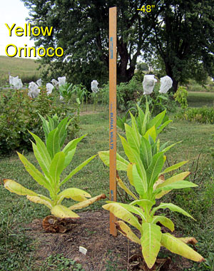 Garden20120830_463_YellowOrinoco_300.jpg