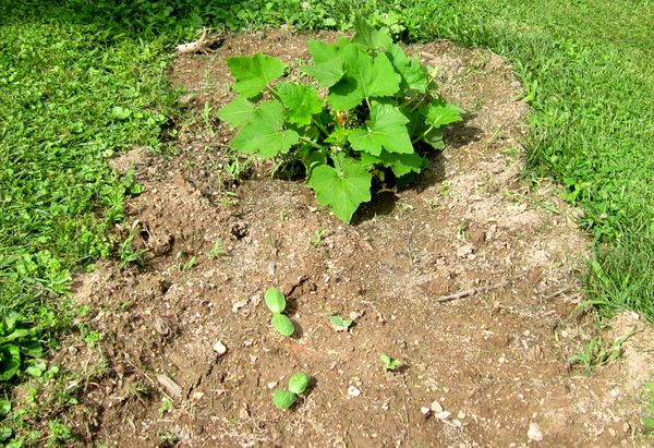 Garden20250619_7588_squash_pattipan_NGaCandyRoaster_600.jpg