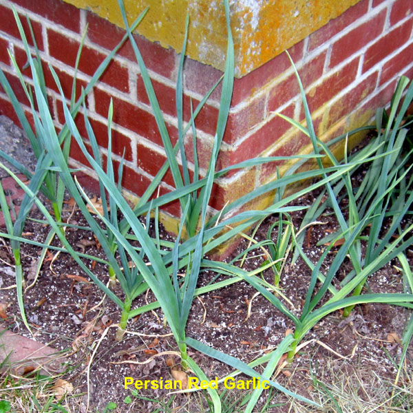 Garden20250511_7567_PersianRedGarlic_600.jpg