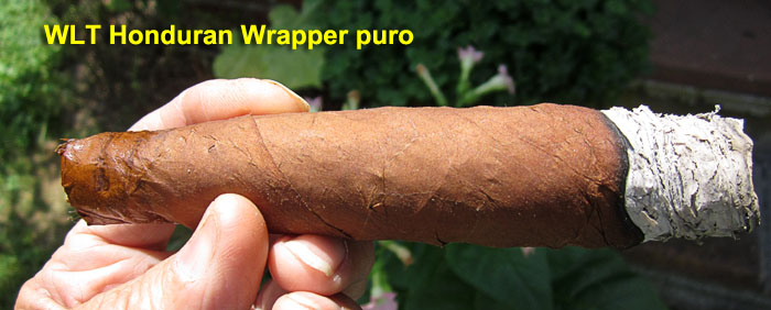 Garden20190731_4588_cigar_HondurasPuro_700.jpg