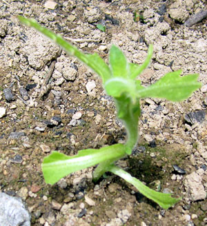 Garden20120518_160_transplantBugDamage_300.jpg